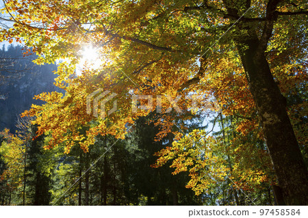 楓樹,楓樹林,楓葉,逆光,德國,カエデの木、カエデの木立、カエデの葉、逆光、ドイツ、germany, 楓樹,楓樹林,楓葉,逆光,德國,カエデの木、カエデの木立、カエデの葉、逆光、ドイツ、germany, 97458584