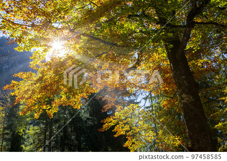楓樹，楓樹林，楓葉，逆光，德國，カエデの木、カエデの木立、カエデの葉、逆光、ドイツ、germany, 97458585