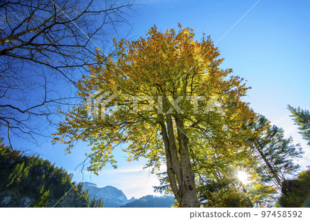 楓樹，楓樹林，楓葉，逆光，德國，カエデの木、カエデの木立、カエデの葉、逆光、ドイツ、germany, 97458592