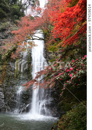 Autumnal leaves and Minoo waterfall Autumnal leaves and Minoo waterfall 97459014