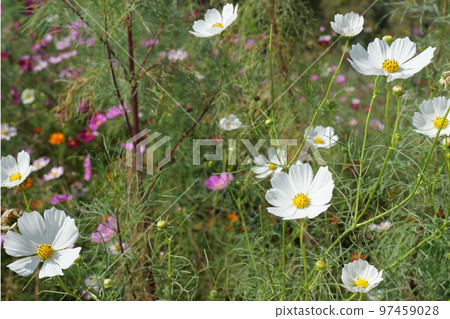 Cosmos of Kudamatsu Sports Park Cosmos of Kudamatsu Sports Park 97459028