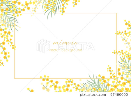 Mimosa vector illustration frame background 97460000