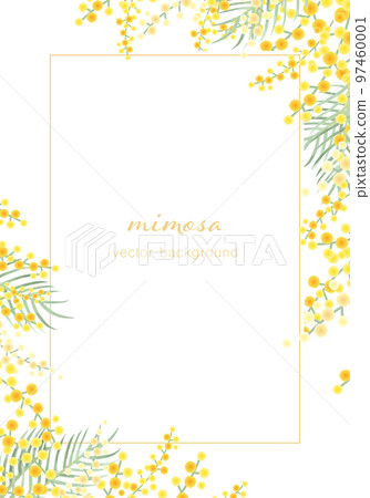 Mimosa vector illustration frame background 97460001