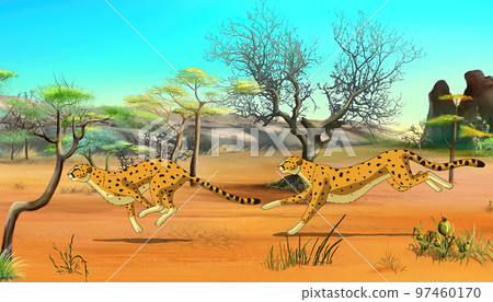 Cheetahs on the Hunt illustration 97460170