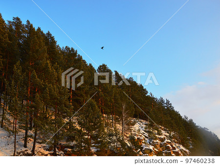 The crow flies over the mountain, which is covered with a pine forest. A white mist rises from below. The stones and trunks are pink from the setting sun. Nature of Eastern Siberia. 97460238