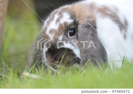 Holland lop posing in the garden Holland lop posing in the garden 97460472
