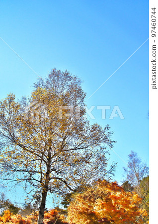 Maple autumn leaves 97460744