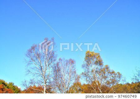 Maple autumn leaves Maple autumn leaves 97460749