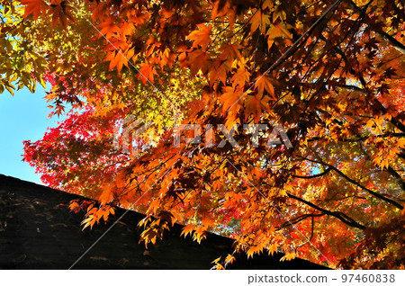 Maple autumn leaves 97460838