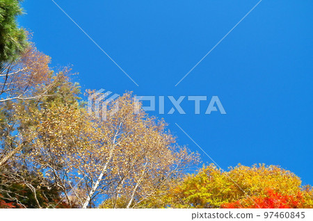 Maple autumn leaves Maple autumn leaves 97460845