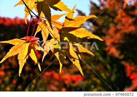 Maple autumn leaves Maple autumn leaves 97460872