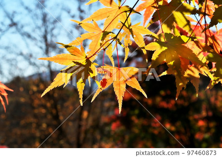 Maple autumn leaves Maple autumn leaves 97460873