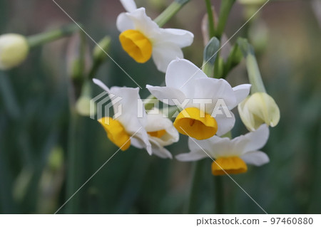 日本冬季花園裡開著白色花瓣和黃色花冠的日本水仙花 97460880