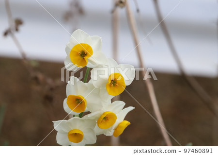 日本冬季花園裡開著白色花瓣和黃色花冠的日本水仙花 97460891