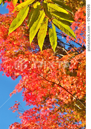 Maple autumn leaves 97460896