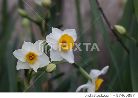 日本冬季花園裡開著白色花瓣和黃色花冠的日本水仙花 97460897