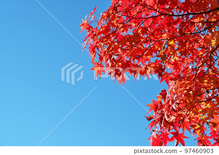 Maple autumn leaves Maple autumn leaves 97460903