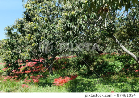 Iwane chestnuts in autumn Iwane chestnuts in autumn 97461054