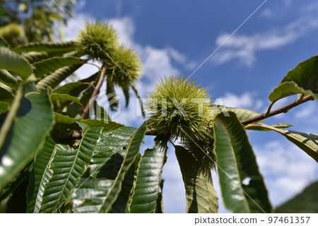 夏季栗子果實 97461357