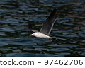 海鳥快照 97462706