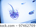 琵琶魚骨架 97462709