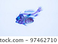 魚透明標本 97462710