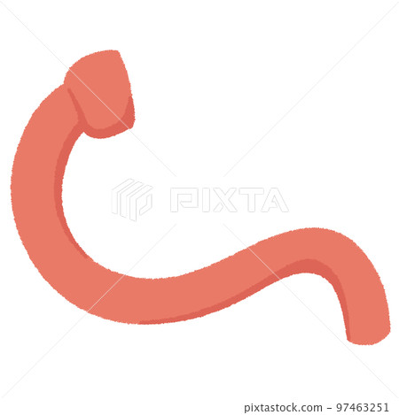 Illustration of the duodenum - Stock Illustration [97463251] - PIXTA