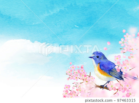 盛開的櫻花和藍尾魚春天的形象 97463315