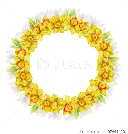 Watercolor hand drawn circle wreath with spring flowers, daffodils, crocus, snowdrops, leaves. Isolated on white background. Design for invitations, wedding, greeting cards, wallpaper, print, textile. 97463420