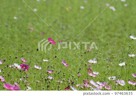 Cosmos field starting to bloom Cosmos field starting to bloom 97463635