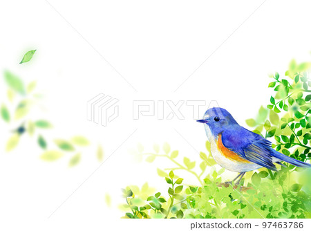 Himalayan bluetail perched on a young leaf watercolor illustration Himalayan bluetail perched on a young leaf watercolor illustration 97463786