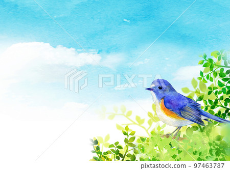 Himalayan bluetail perched on a young leaf watercolor illustration Himalayan bluetail perched on a young leaf watercolor illustration 97463787