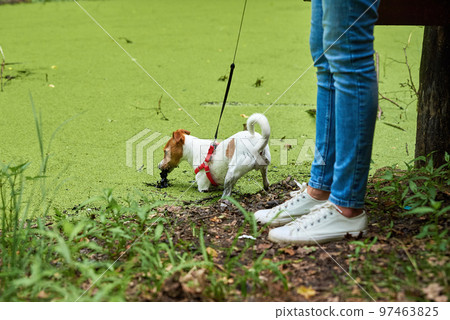Dirty dog have fun in swamp, Wet pet in puddle 97463825