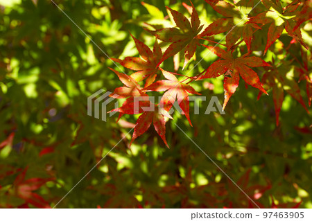 Brightly colored maple and autumn image 97463905