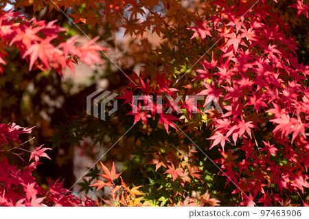Brightly colored maple and autumn image Brightly colored maple and autumn image 97463906