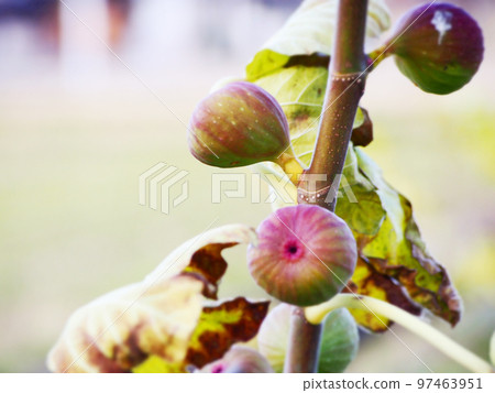 Ripe of fruit fig 97463951