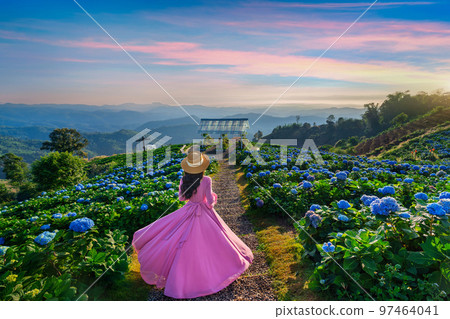 Beautiful girl enjoying blooming blue hydrangeas flowers in garden, Chiang Rai, Thailand. Beautiful girl enjoying blooming blue hydrangeas flowers in garden, Chiang Rai, Thailand. 97464041