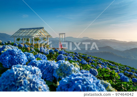 Beautiful girl enjoying blooming blue hydrangeas flowers in garden, Chiang Rai, Thailand. Beautiful girl enjoying blooming blue hydrangeas flowers in garden, Chiang Rai, Thailand. 97464042