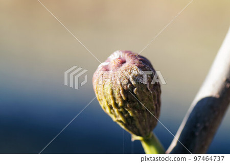 December Figs left wrinkled 97464737