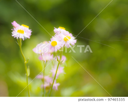 bright picture of halcyon 97465335