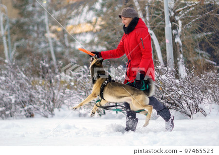 Girl with a young dog on a winter walk. Pet training. Selective focus 97465523