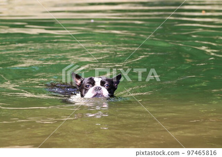 可愛的波士頓梗Mighty君在河中嬉戲的熱門景點常木川悠閒自在地游泳♡ 97465816