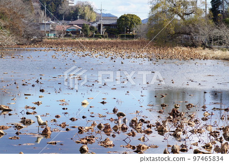 筱山城南堀枯蓮冬景十二月 97465834