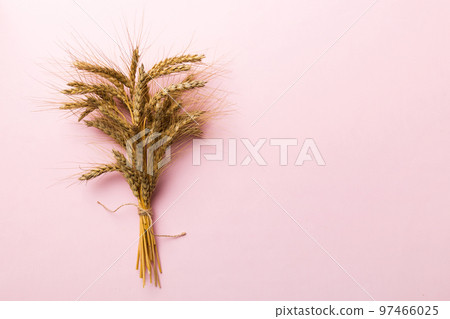 Sheaf of wheat ears close up and seeds on colored background. Natural cereal plant, harvest time concept. Top view, flat lay with copy space. world wheat crisis Sheaf of wheat ears close up and seeds on colored background. Natural cereal plant, harvest time concept. Top view, flat lay with copy space. world wheat crisis 97466025