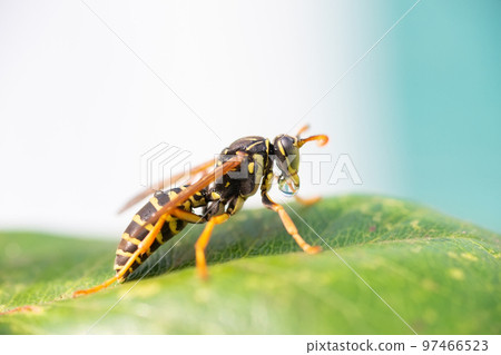The wasp is sitting on green leaves. The dangerous yellow-and-black striped common Wasp sits on leaves... 97466523