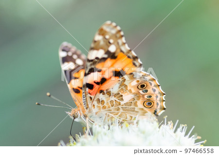Butterfly on blossom flower in green nature... Butterfly on blossom flower in green nature... 97466558