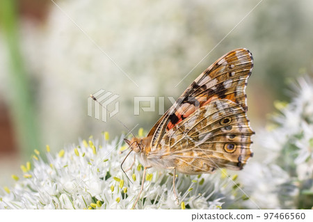 Butterfly on blossom flower in green nature... Butterfly on blossom flower in green nature... 97466560