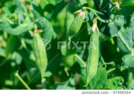 Macro of growing peas in the field, Ripe fresh green peas in organic farm, Green peas hanging in plant... Macro of growing peas in the field, Ripe fresh green peas in organic farm, Green peas hanging in plant... 97466564