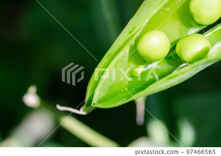 Macro of growing peas in the field, Ripe fresh green peas in organic farm, Green peas hanging in plant.. Macro of growing peas in the field, Ripe fresh green peas in organic farm, Green peas hanging in plant.. 97466565