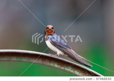 village swallow on the fence.. village swallow on the fence.. 97466630